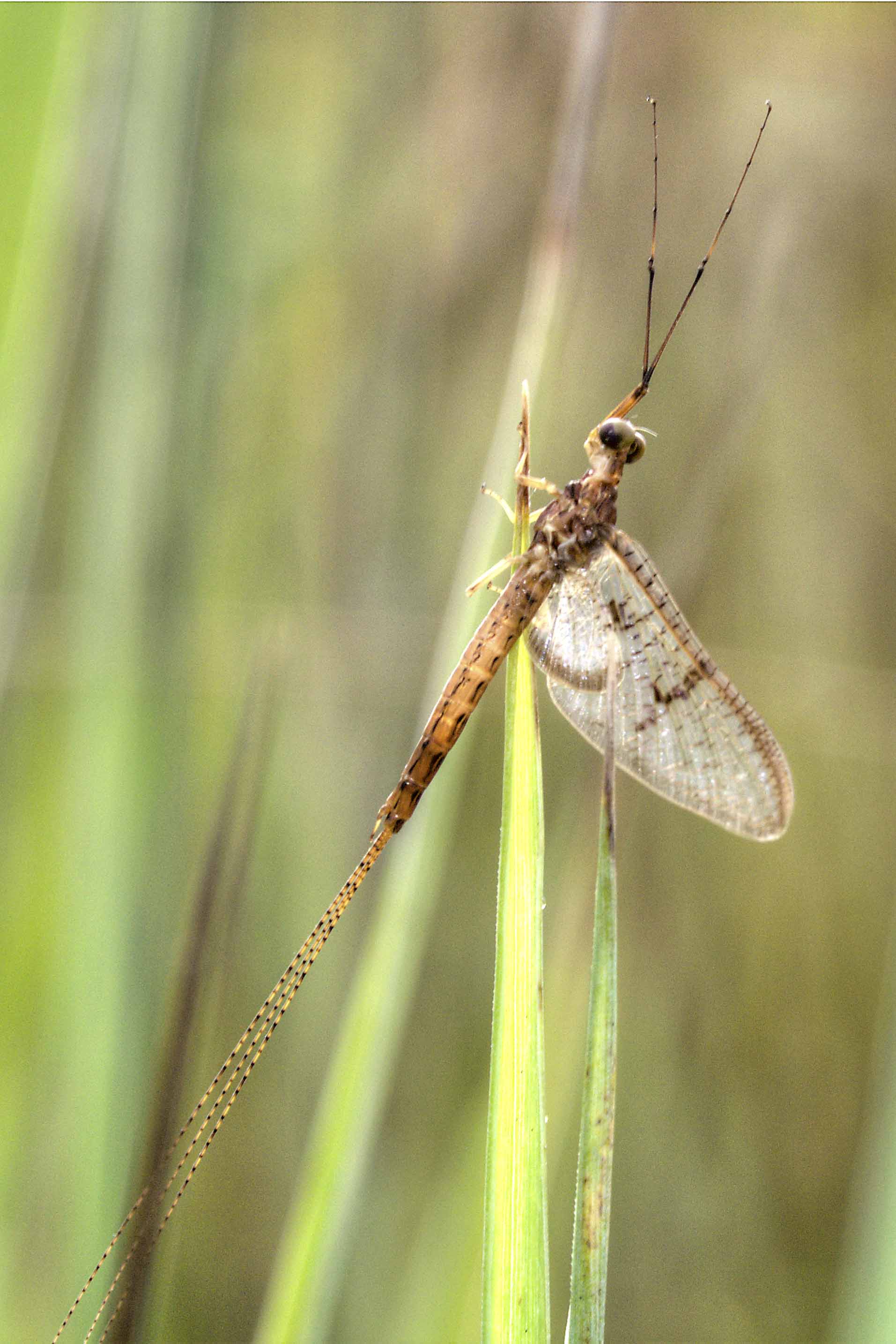 Ephemera glaucops